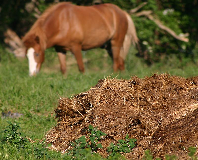 Manure - Wikipedia