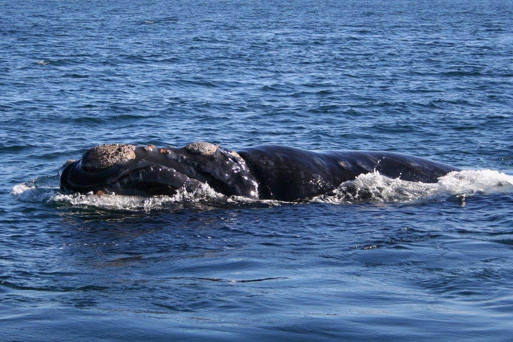 Southern right whale - Wikipedia