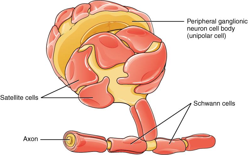 Schwann cell - Wikipedia