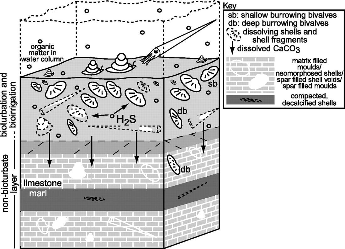 Bioirrigation - Wikipedia