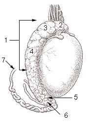 Torsion testiculaire — Wikipédia