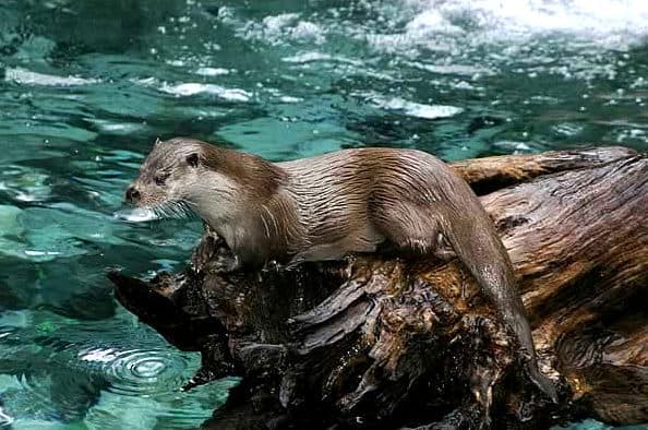 Loutre d'Europe — Wikipédia