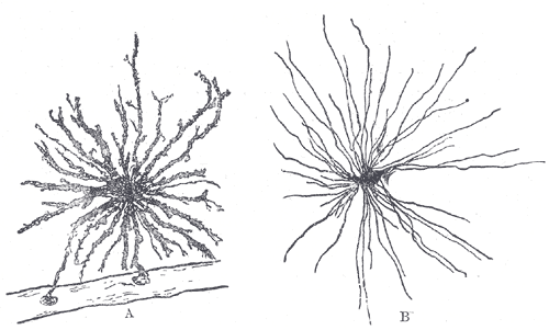 Olfactory ensheathing cell - Wikipedia