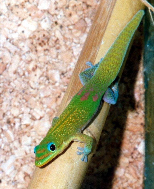 Gecko - Wikipedia