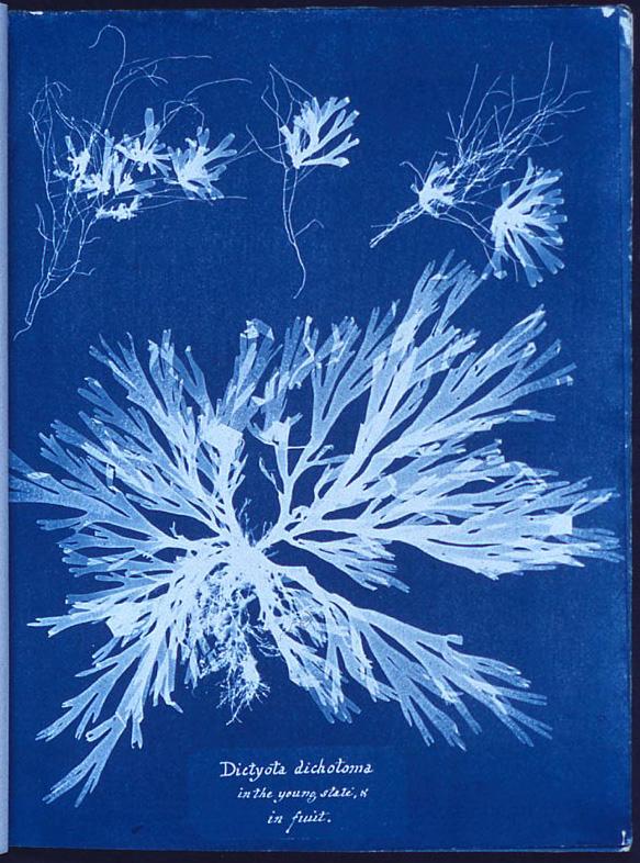 Cyanotype - Wikipedia