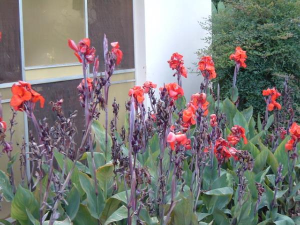 Canna (genre) — Wikipédia