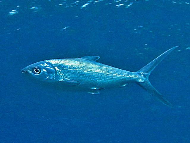 Milkfish - Wikipedia