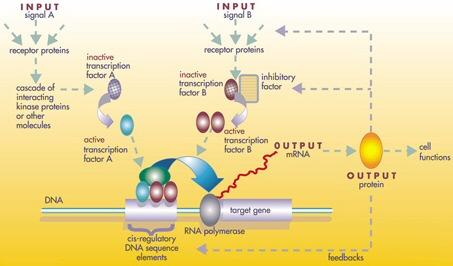 Regulator gene - Wikipedia