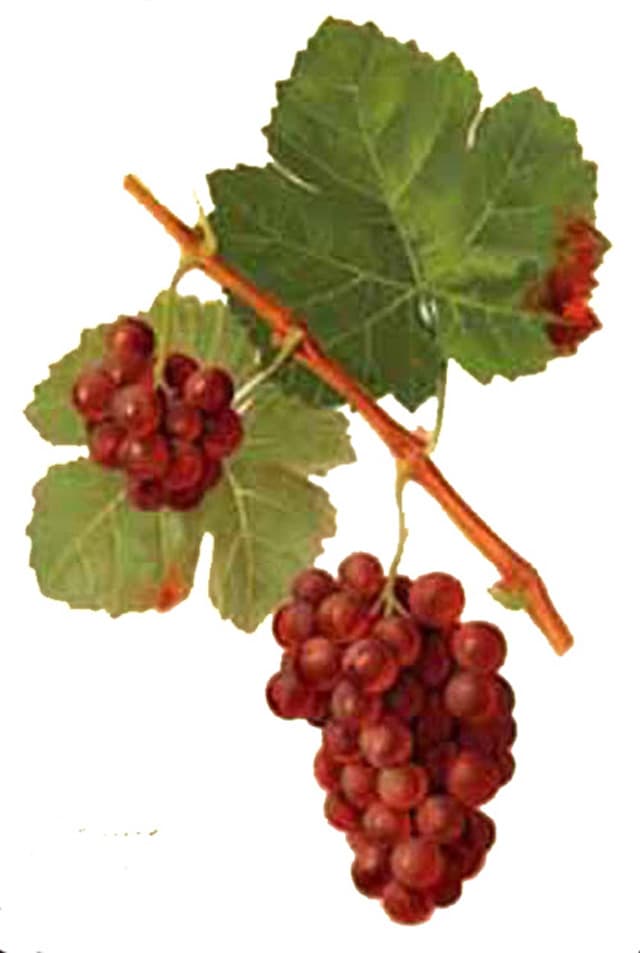 Gewürztraminer - Wikipedia