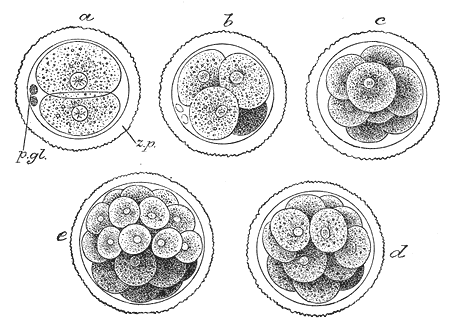 Embryogenèse — Wikipédia