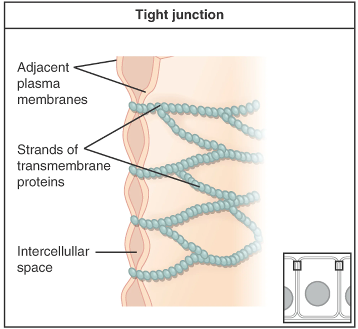 Cell junction - Wikipedia