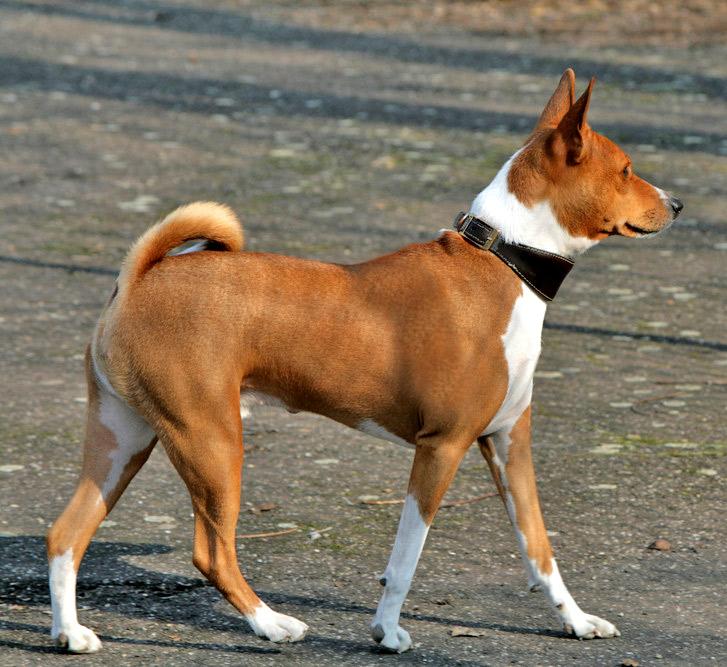 Basenji - Wikipedia