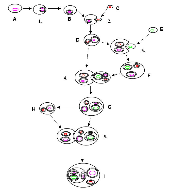 Endosymbiont - Wikipedia