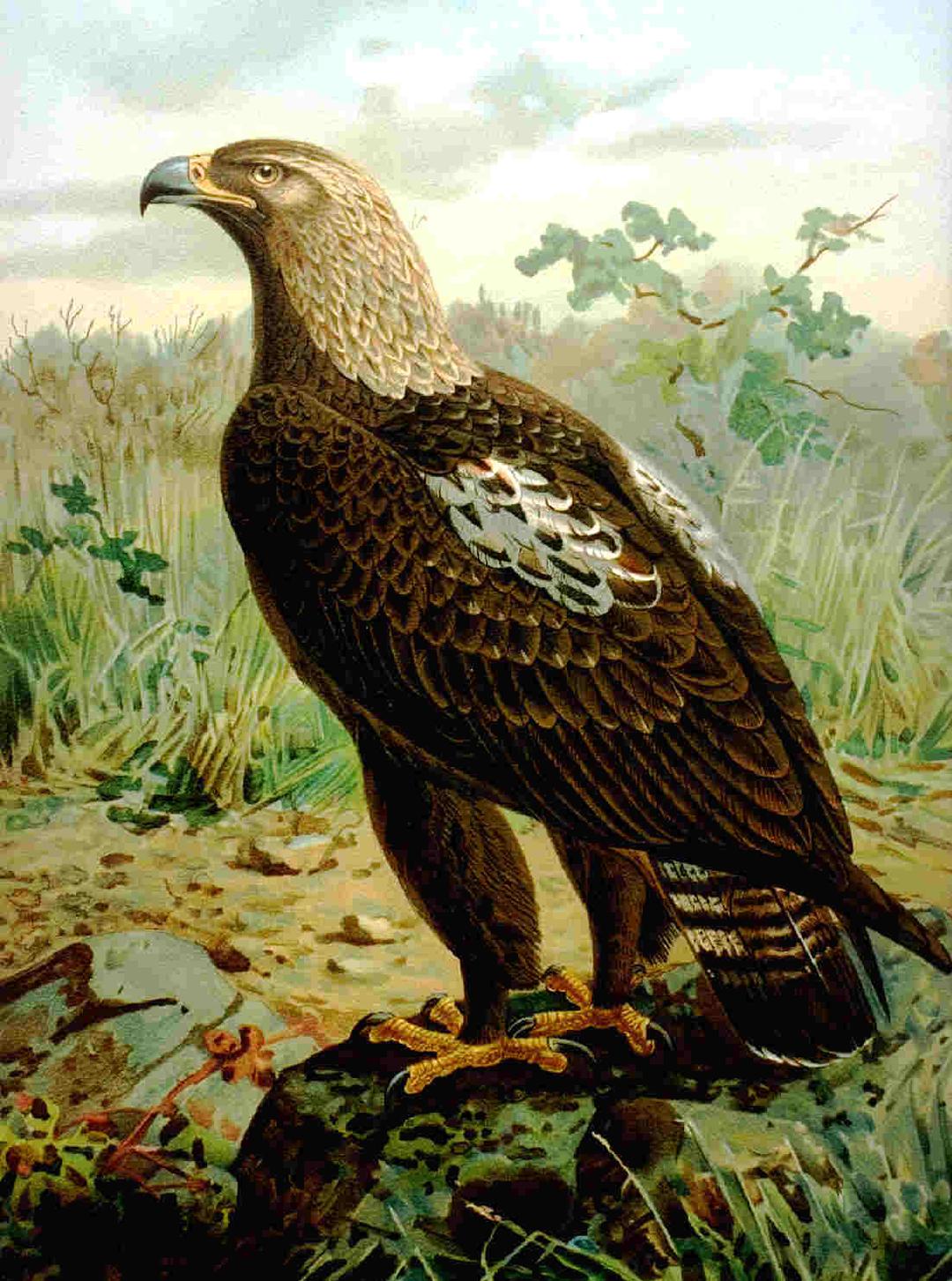 Aigle impérial — Wikipédia