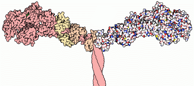 Myosine — Wikipédia