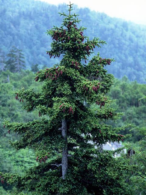 Picea — Wikipédia