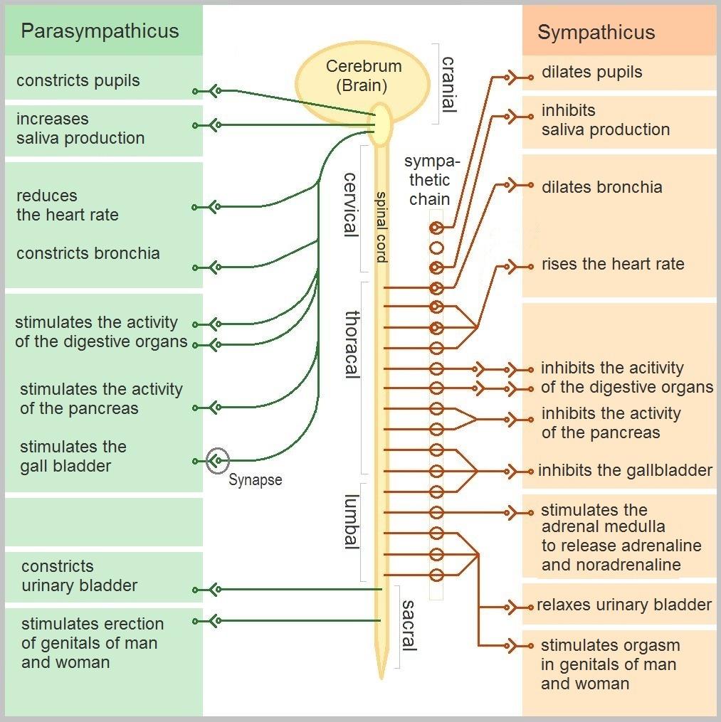 Dysautonomia - Wikipedia