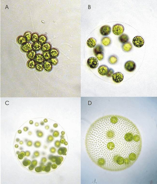 Organisme unicellulaire — Wikipédia