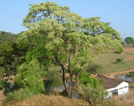 Anadenanthera colubrina — Wikipédia