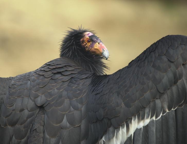 Condor de Californie — Wikipédia