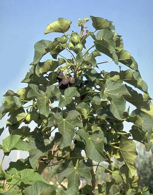 Jatropha curcas — Wikipédia