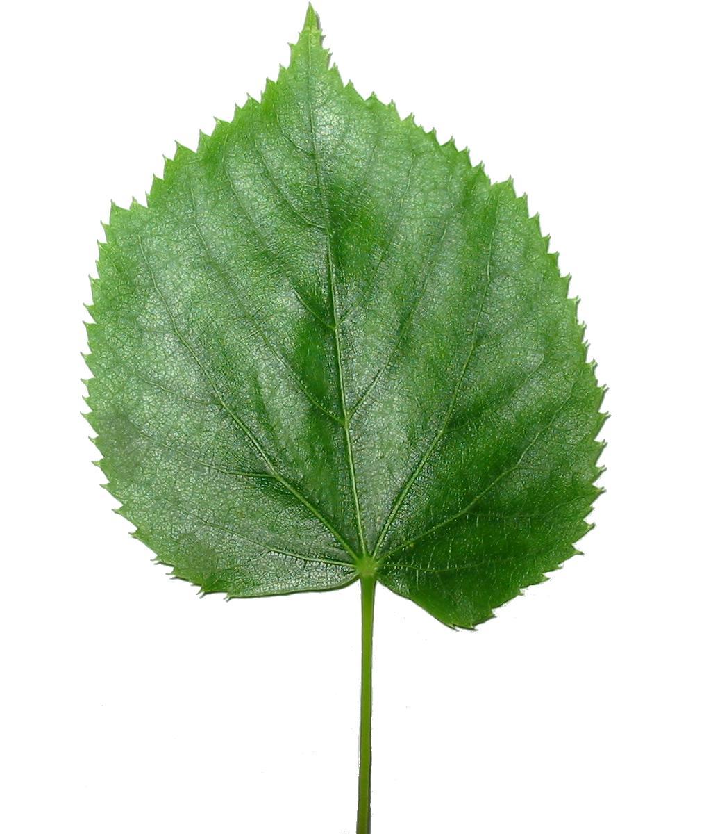 Leaf - Wikipedia