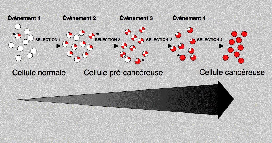 Cancérogenèse — Wikipédia