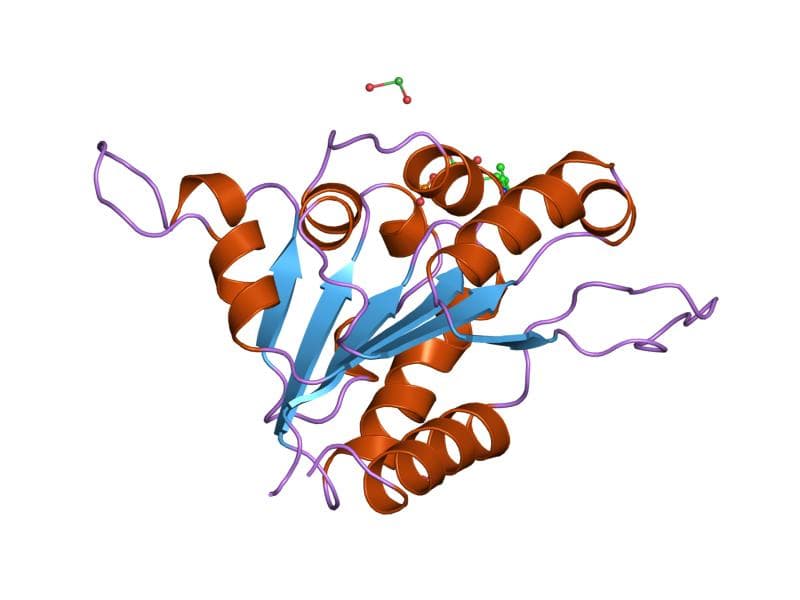 Flavoprotein - Wikipedia