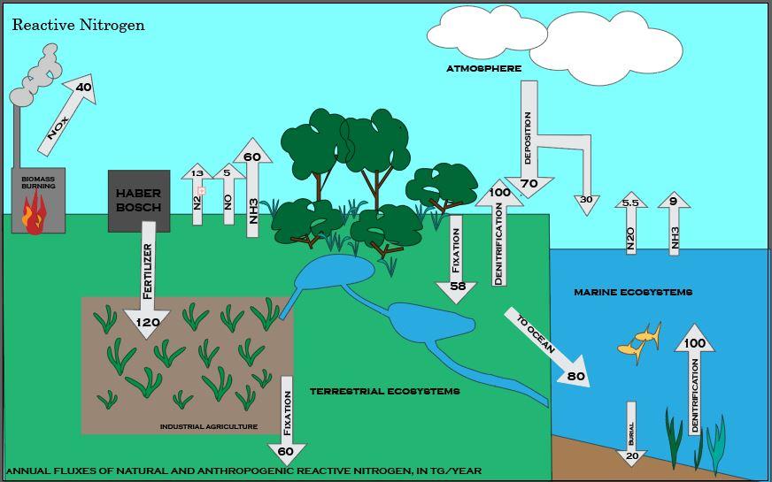 Nitrogen cycle - Wikipedia