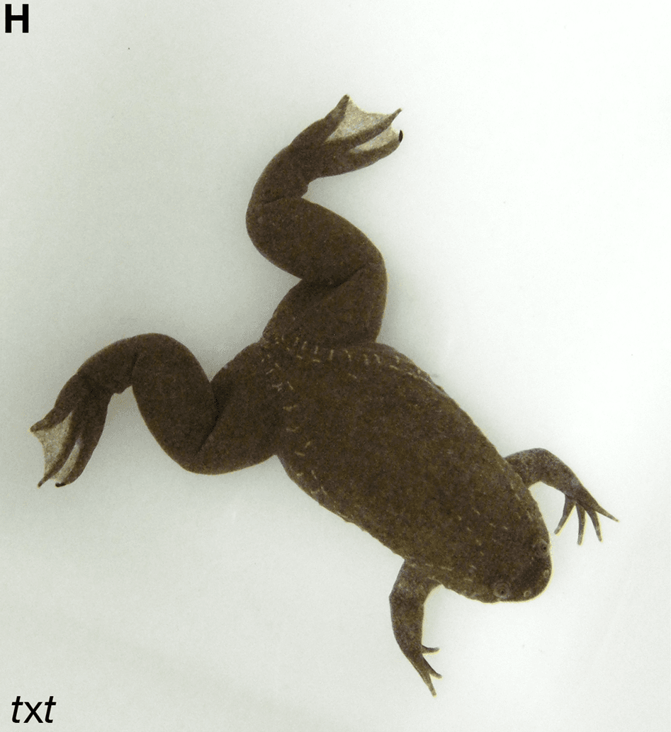 Xenopus tropicalis — Wikipédia