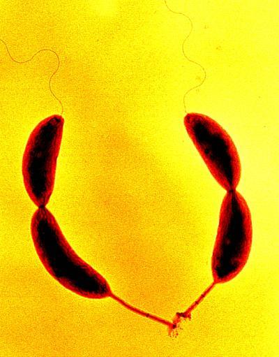 Caulobacter crescentus - Wikipedia