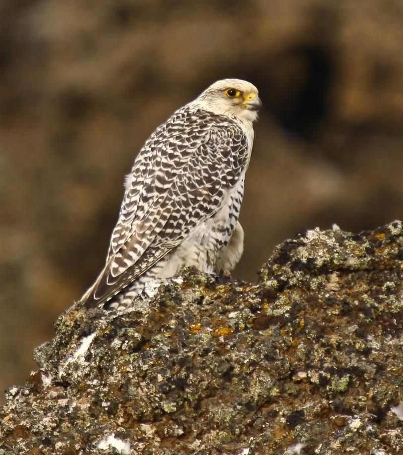 Gyrfalcon - Wikipedia