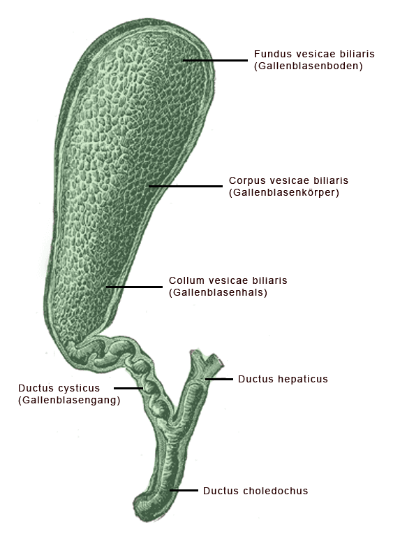 Vésicule biliaire — Wikipédia