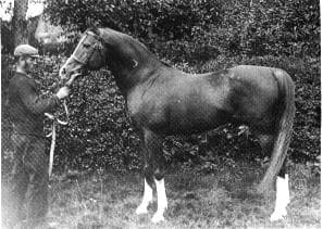 Crabbet Arabian Stud — Wikipédia