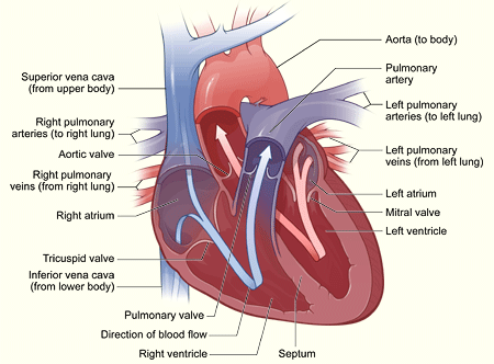 Hypertension artérielle pulmonaire — Wikipédia