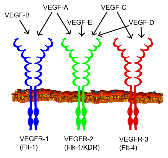 Receptor tyrosine kinase - Wikipedia