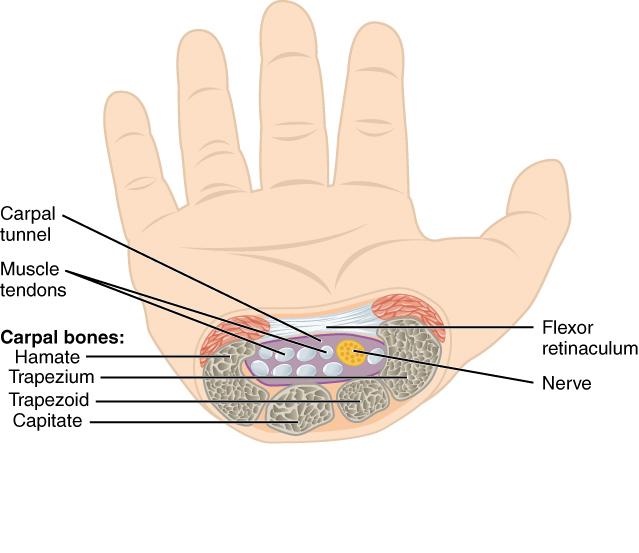 Carpal tunnel - Wikipedia