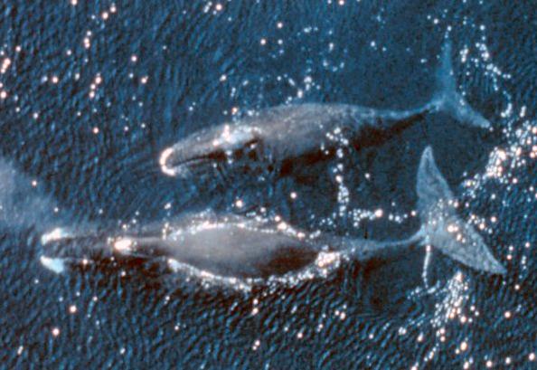 Baleine boréale — Wikipédia