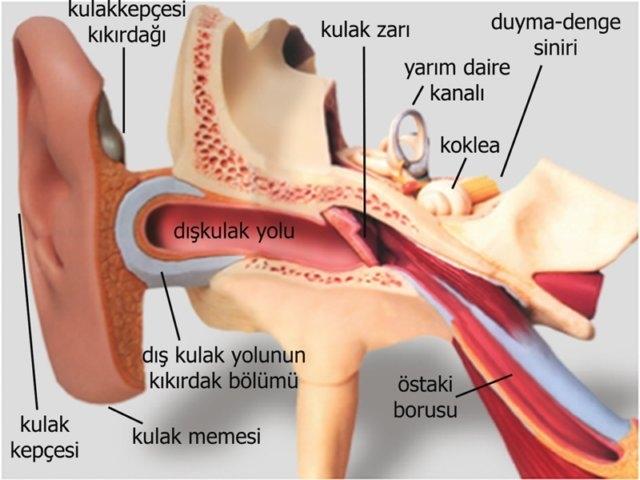 Conduit auditif externe humain — Wikipédia