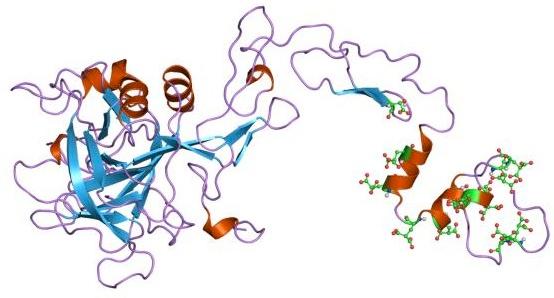 Facteur anti-hémophilique B — Wikipédia