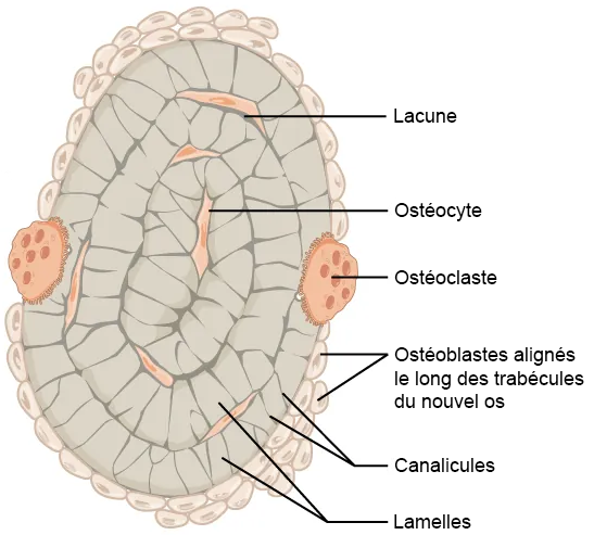 Ostéoblaste — Wikipédia