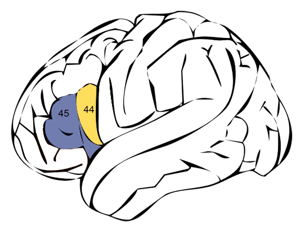 Broca's area - Wikipedia