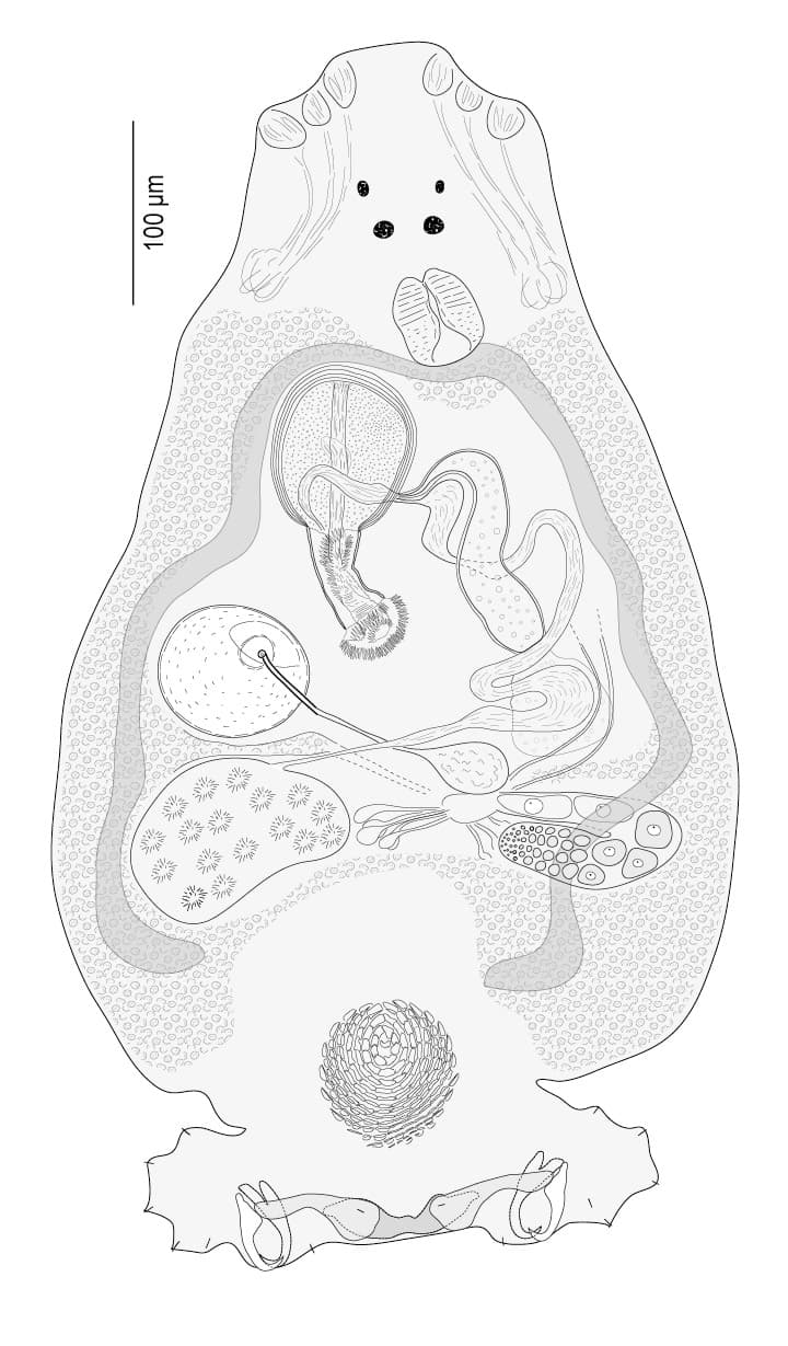 Monogenea - Wikipedia