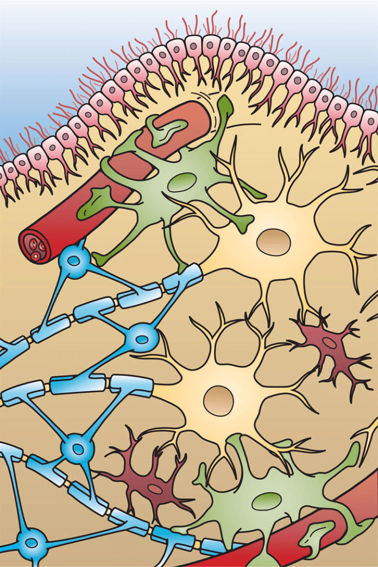 Glia - Wikipedia