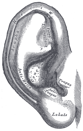 Auricle (anatomy) - Wikipedia