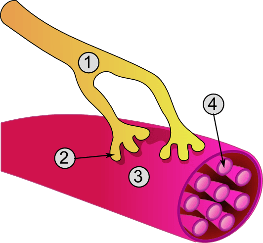 Muscle cell - Wikipedia