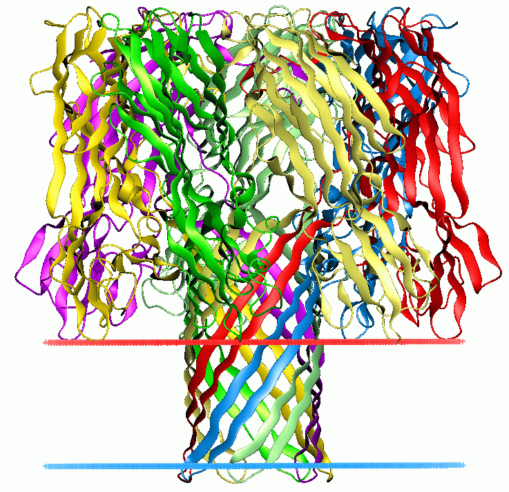 Hémolysine — Wikipédia