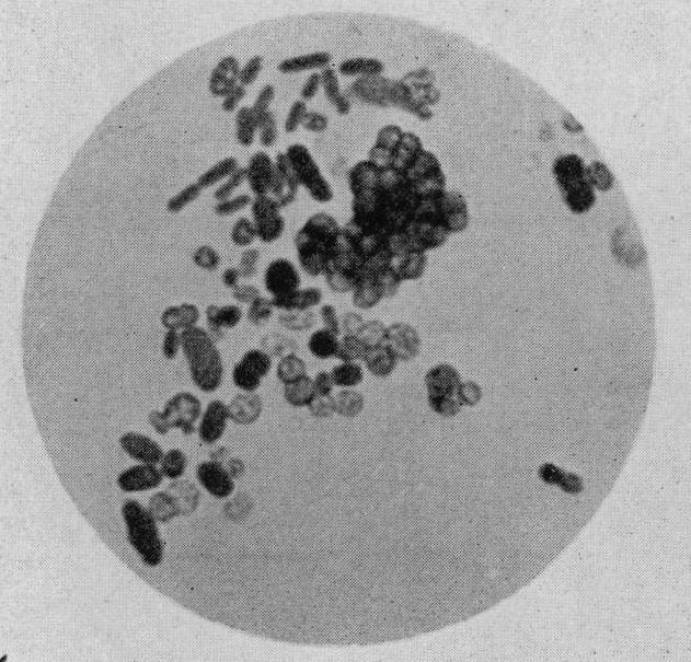 Azotobacter - Wikipedia