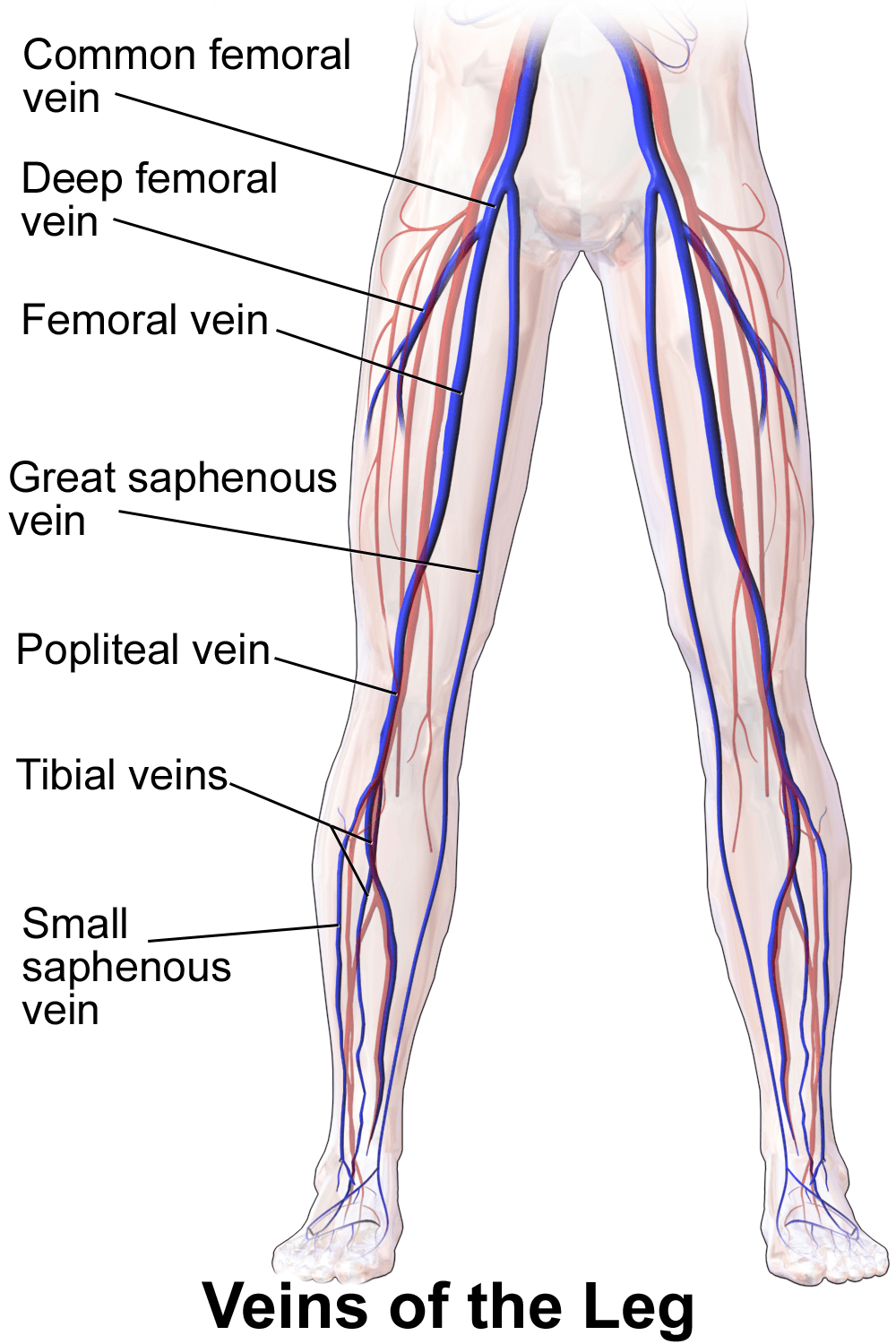 Veine fémorale — Wikipédia