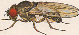 Drosophila - Wikipedia